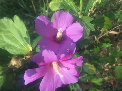 Hibiscus syriacus