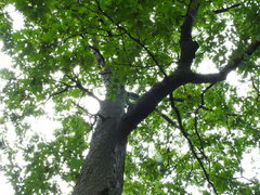 Quercus alba