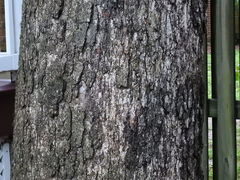 Quercus alba
