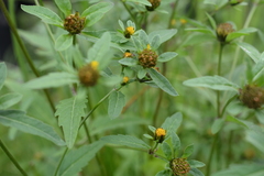Bidens radiata