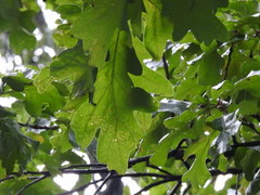 Quercus alba