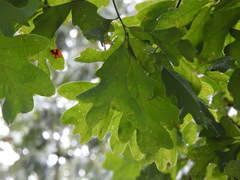 Quercus alba