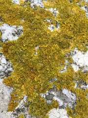 Xanthoria parietina