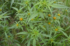 Bidens radiata