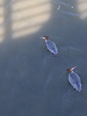 Mergus merganser