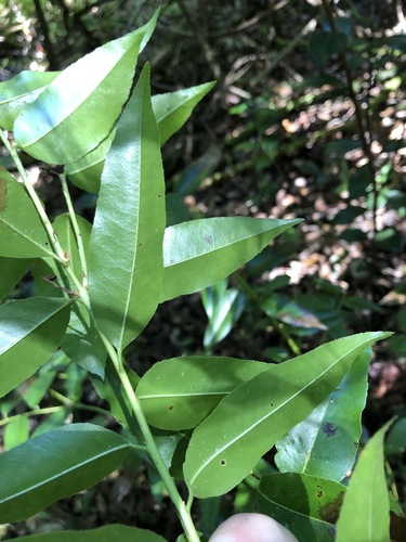 Agarista populifolia image