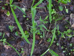 Symphyotrichum pilosum