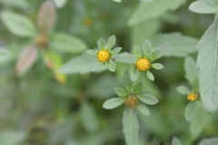 Bidens radiata