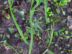 Symphyotrichum pilosum