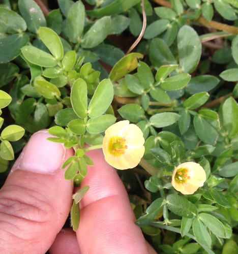 Kallstroemia maxima image