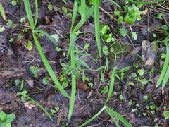 Symphyotrichum pilosum