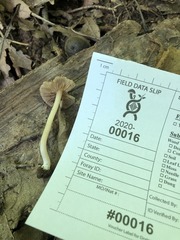 Inocybe velicopia