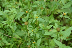 Bidens radiata