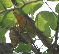 Telophorus sulfureopectus