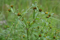 Bidens radiata