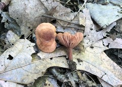 Lactarius subserifluus
