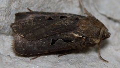 Parabagrotis formalis