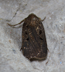 Parabagrotis formalis