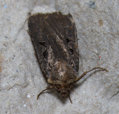 Parabagrotis formalis