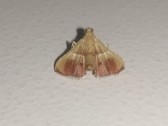 Endotricha repandalis