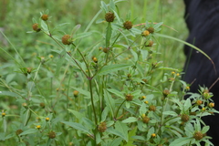 Bidens radiata