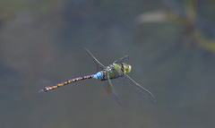 Anax indicus