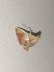 Endotricha repandalis