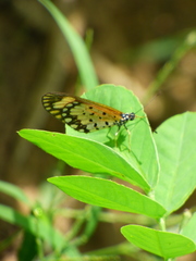 Acraea serena
