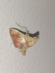 Endotricha repandalis