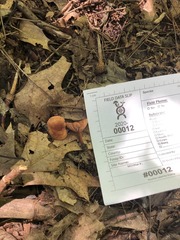 Lactarius subserifluus