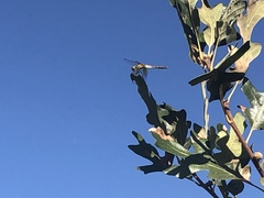 Sympetrum semicinctum