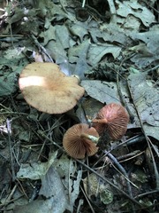 Lactarius subserifluus