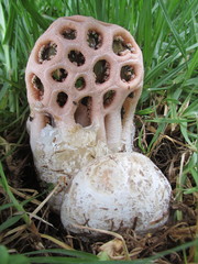 Clathrus transvaalensis
