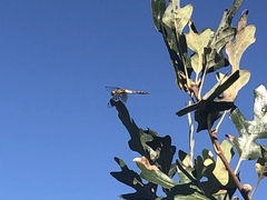 Sympetrum semicinctum