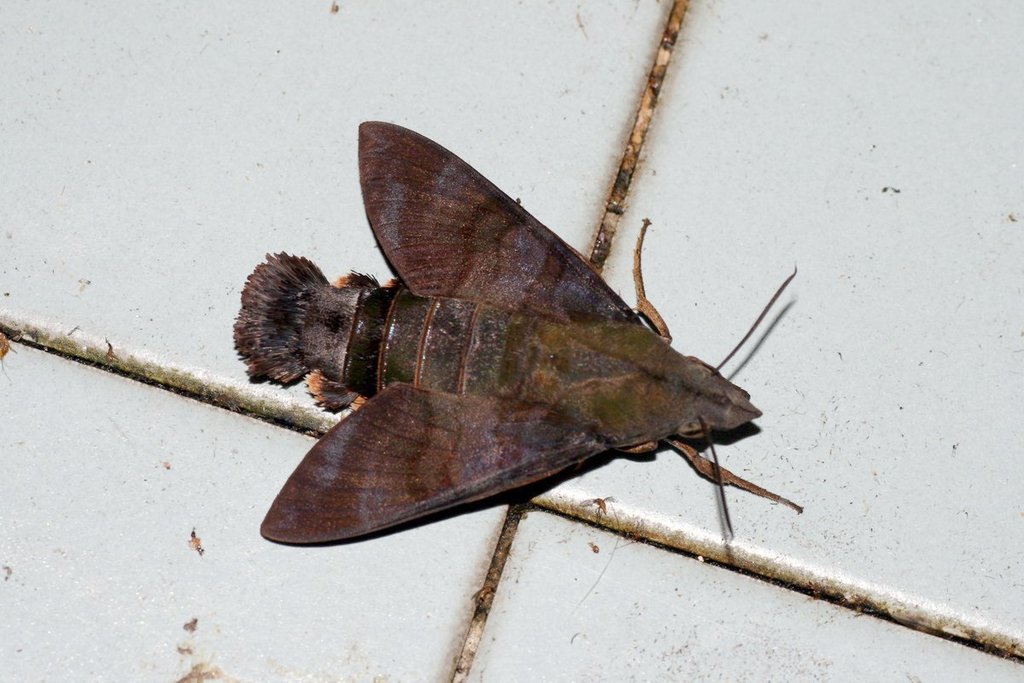 Macroglossum corythus