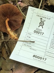 Lactarius subserifluus