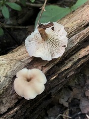 Lentinellus subaustralis