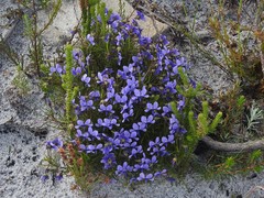 Viola decumbens decumbens