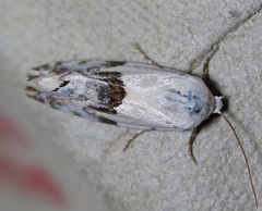 Ponometia acutus