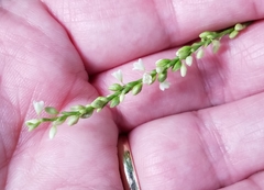 Persicaria setacea