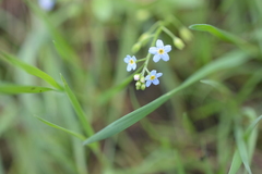 Myosotis scorpioides