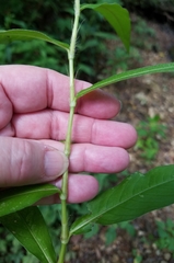Persicaria setacea
