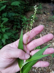 Persicaria setacea