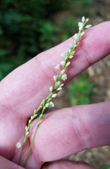 Persicaria setacea