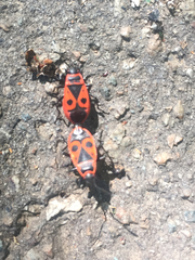 Pyrrhocoris apterus