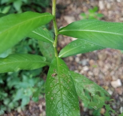 Persicaria setacea