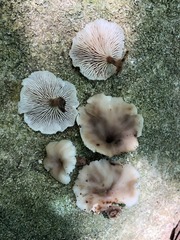 Lentinellus subaustralis