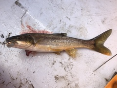 Ptychocheilus oregonensis