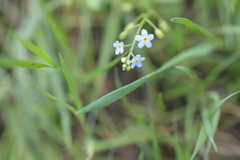 Myosotis scorpioides