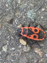Pyrrhocoris apterus